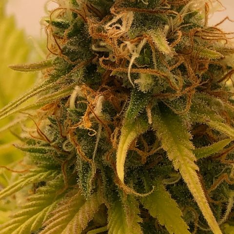 WW / GSC / PH growlog timeline photo