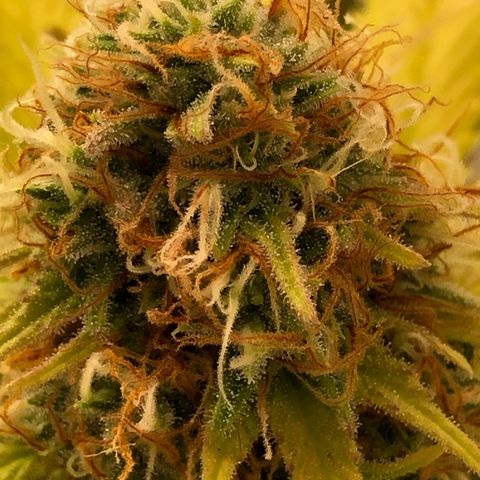 WW / GSC / PH growlog timeline photo