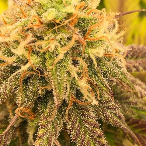WW / GSC / PH growlog timeline photo