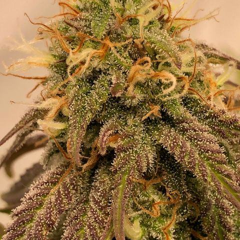 WW / GSC / PH growlog timeline photo
