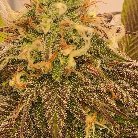 WW / GSC / PH growlog timeline photo