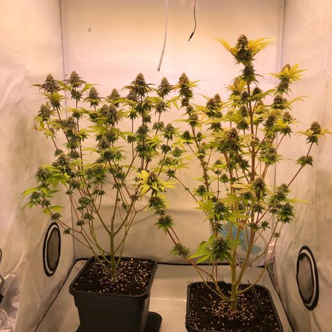 WW / GSC / PH growlog timeline photo