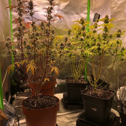 WW / GSC / PH growlog timeline photo