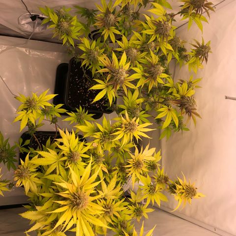 WW / GSC / PH growlog timeline photo