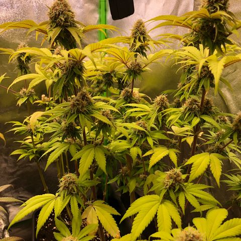 WW / GSC / PH growlog timeline photo