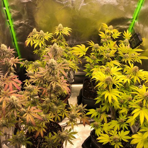 WW / GSC / PH growlog timeline photo