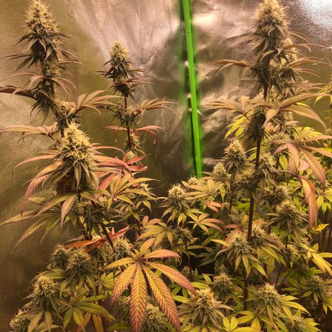 WW / GSC / PH growlog timeline photo