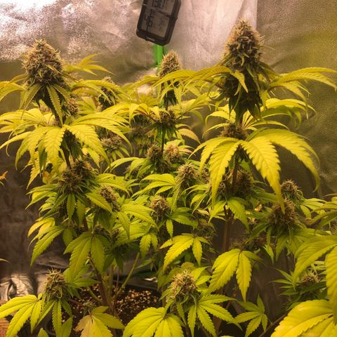 WW / GSC / PH growlog timeline photo