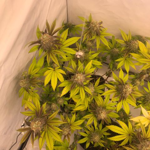 WW / GSC / PH growlog timeline photo