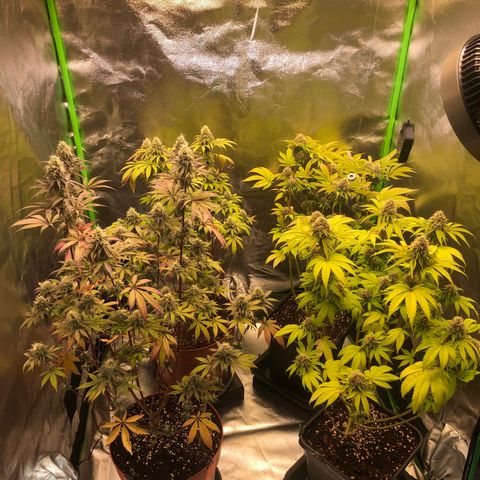 WW / GSC / PH growlog timeline photo