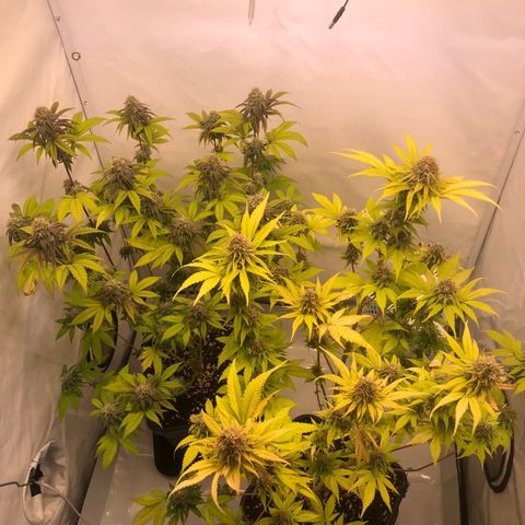 WW / GSC / PH growlog timeline photo