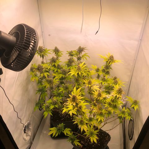 WW / GSC / PH growlog timeline photo