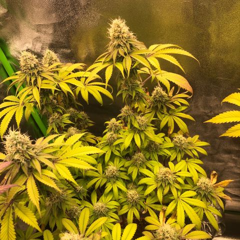 WW / GSC / PH growlog timeline photo