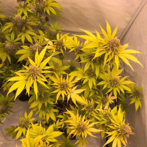 WW / GSC / PH growlog timeline photo
