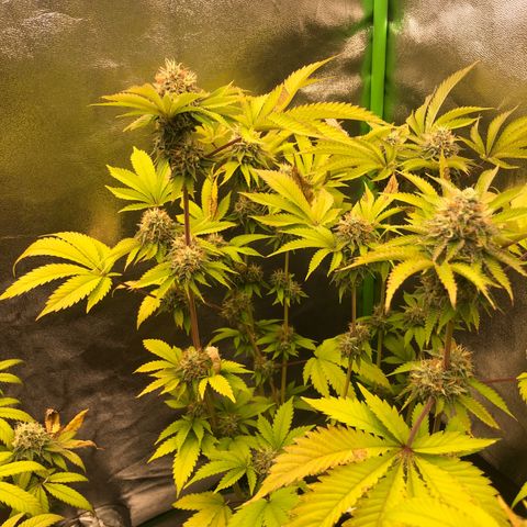 WW / GSC / PH growlog timeline photo
