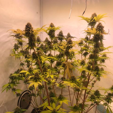 WW / GSC / PH growlog timeline photo