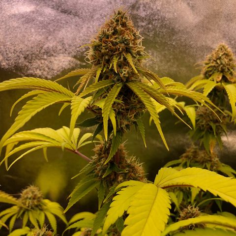 WW / GSC / PH growlog timeline photo