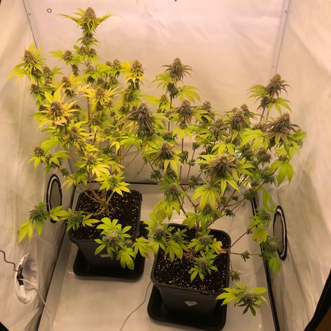 WW / GSC / PH growlog timeline photo
