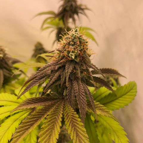 WW / GSC / PH growlog timeline photo