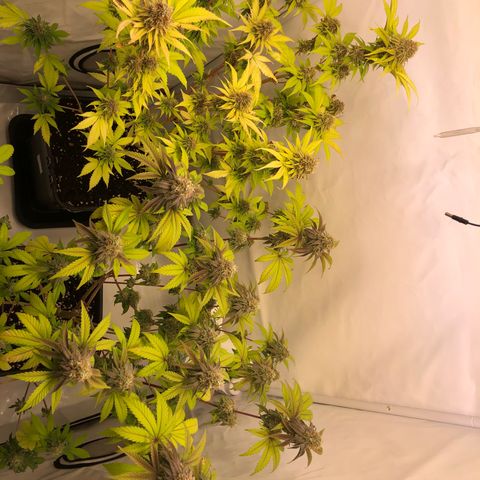WW / GSC / PH growlog timeline photo