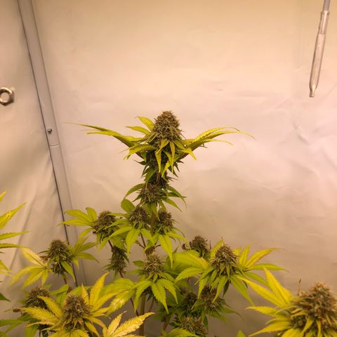 WW / GSC / PH growlog timeline photo