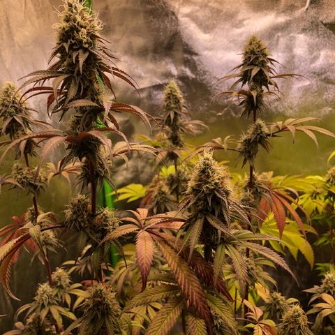 WW / GSC / PH growlog timeline photo