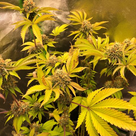 WW / GSC / PH growlog timeline photo