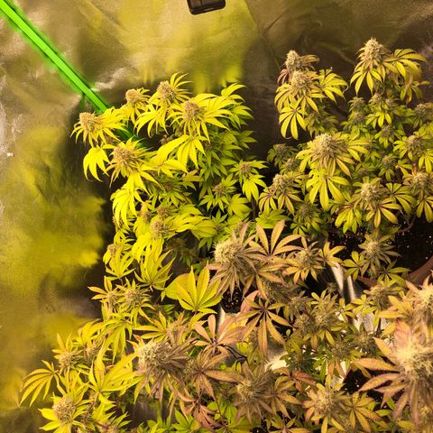 WW / GSC / PH growlog timeline photo
