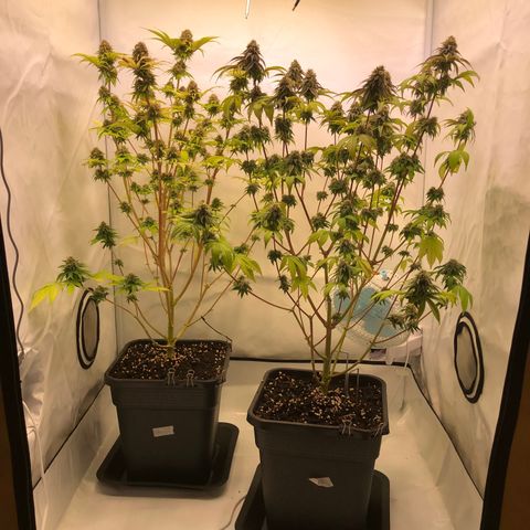 WW / GSC / PH growlog timeline photo