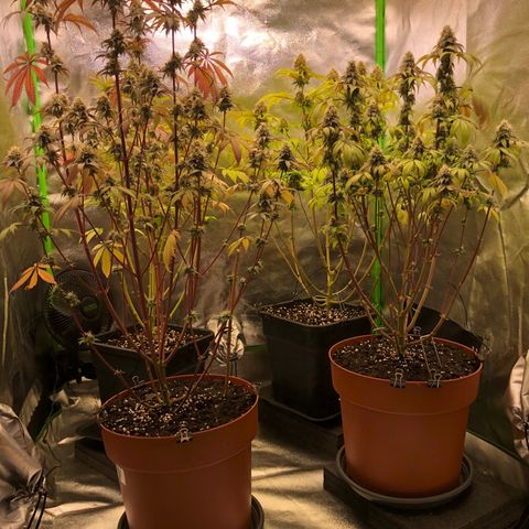 WW / GSC / PH growlog timeline photo