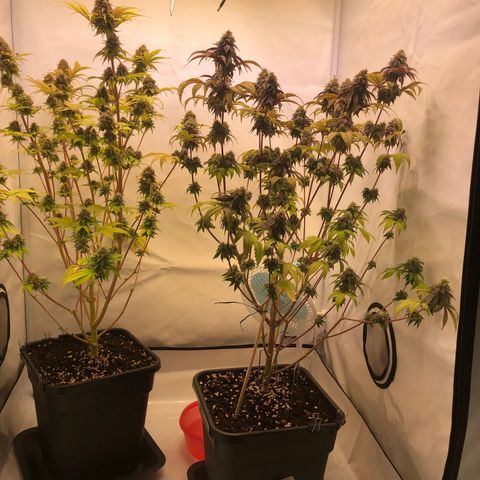 WW / GSC / PH growlog timeline photo
