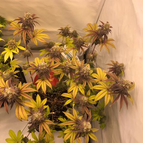 WW / GSC / PH growlog timeline photo