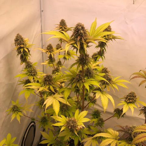 WW / GSC / PH growlog timeline photo