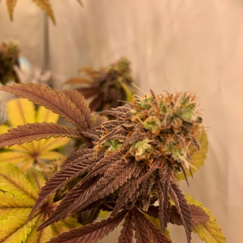 WW / GSC / PH growlog timeline photo