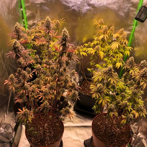 WW / GSC / PH growlog timeline photo