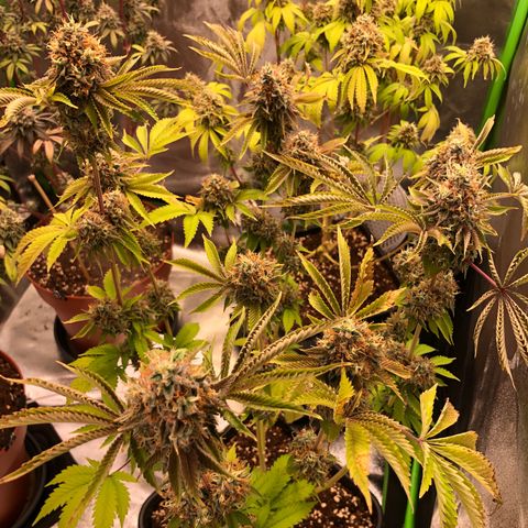 WW / GSC / PH growlog timeline photo