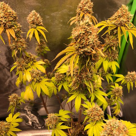 WW / GSC / PH growlog timeline photo