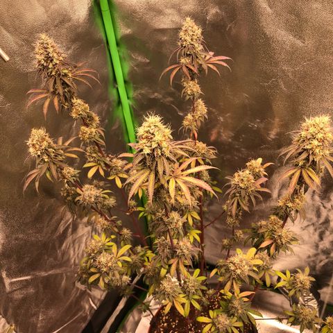 WW / GSC / PH growlog timeline photo