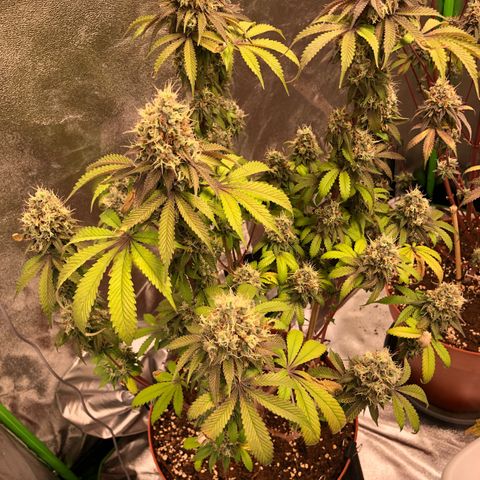 WW / GSC / PH growlog timeline photo