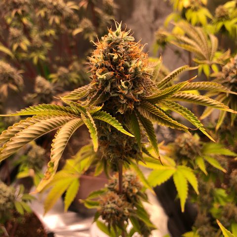 WW / GSC / PH growlog timeline photo