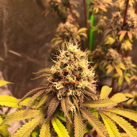 WW / GSC / PH growlog timeline photo
