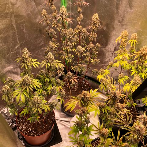 WW / GSC / PH growlog timeline photo