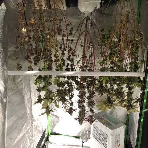 WW / GSC / PH growlog timeline photo