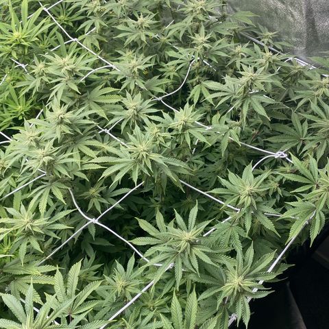 Purple Queen growlog timeline photo