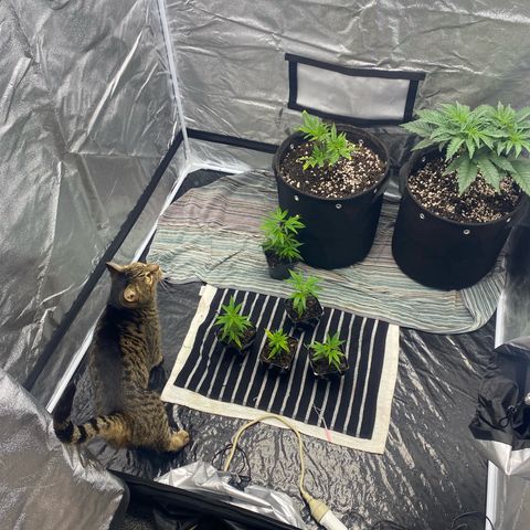Purple Queen growlog timeline photo