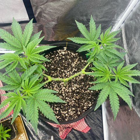 Purple Queen growlog timeline photo