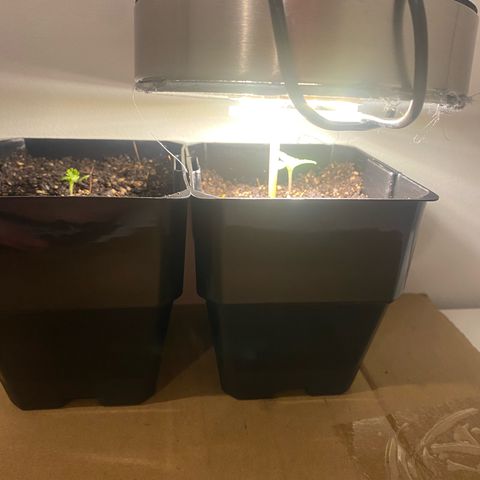 Purple Queen growlog timeline photo