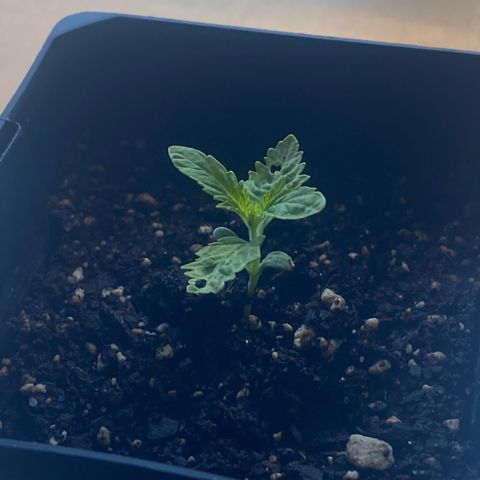Purple Queen growlog timeline photo