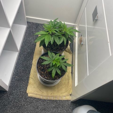 Purple Queen growlog timeline photo