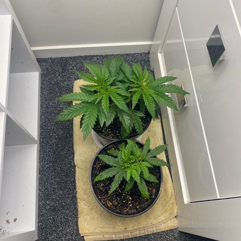 Purple Queen growlog timeline photo
